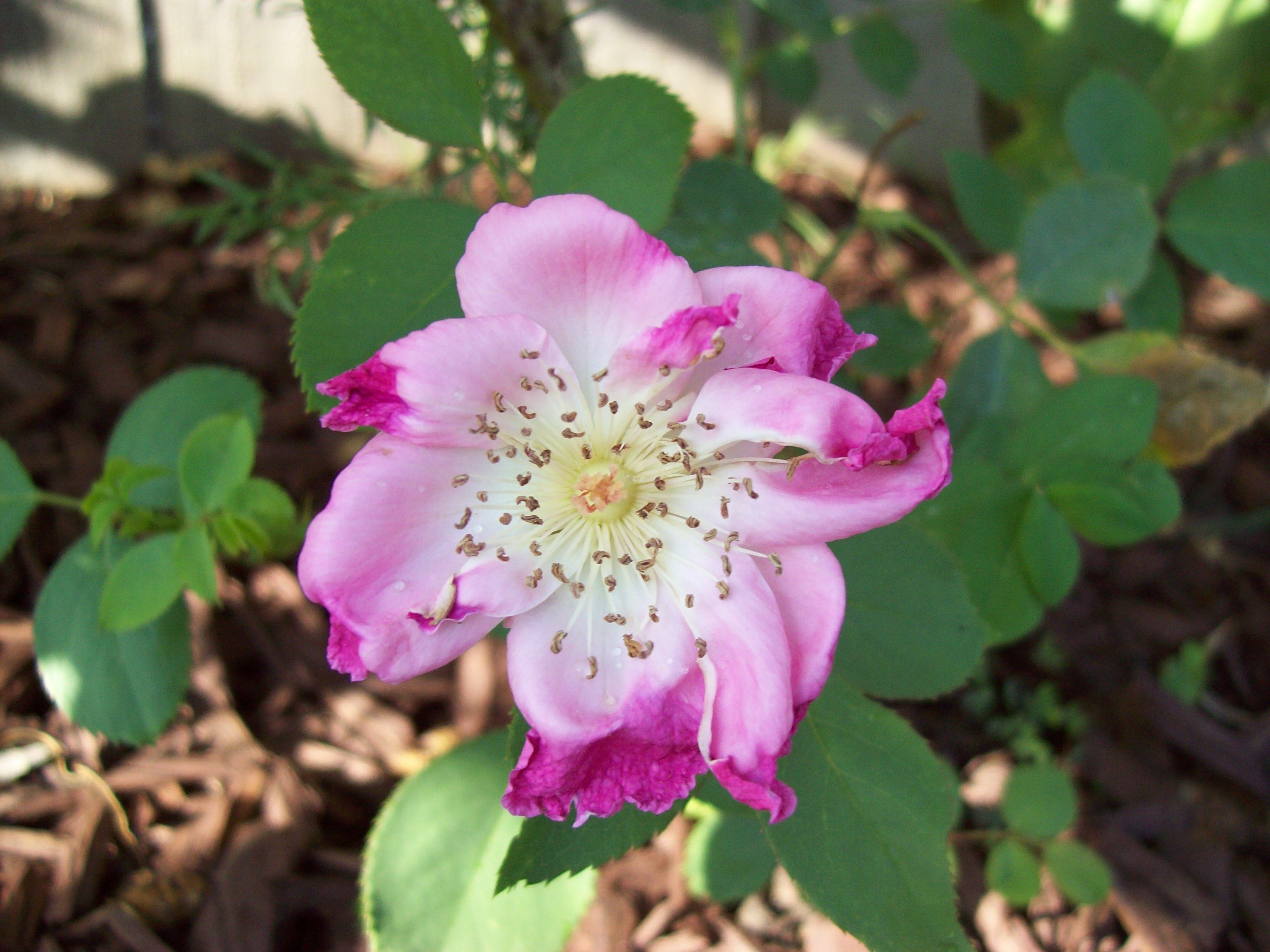 The carefree beauty rose I bought from the last sale at the Rosery in Needville bloomed again, after I pruned the sunflower leaves that were shading it. This is the only thing that went right today.