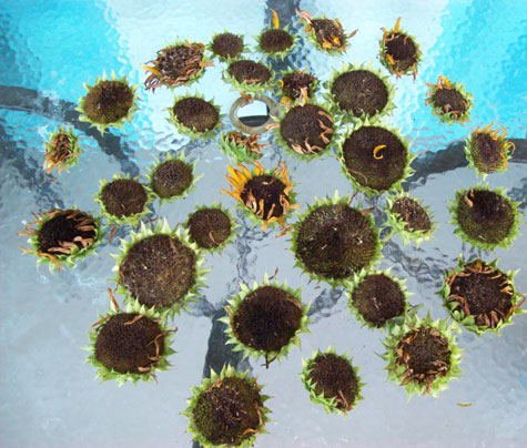 Here's a bunch of dead red sun sunflowers I deadheaded last week. Deadheaded about as many this past weekend, too. Sigh.