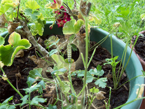 Swallowtail caterpillars. Everywhere. I counted (and highlighted) five.