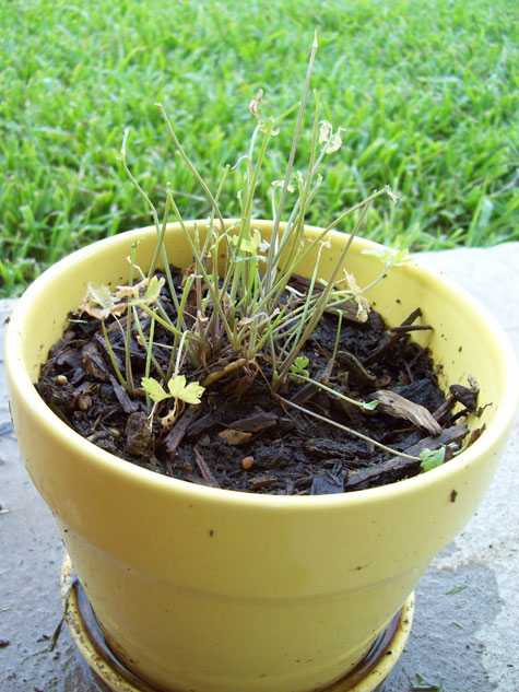 The parsley is gone.