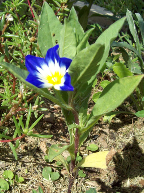 Here's a shot of the whole plant. There's a few of them still left in various place around the yard, and on the porch. Can't wait until they all do this.