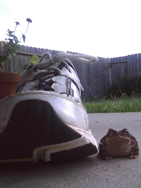 Then the frog pretends to be a shoe as he sizes me up.