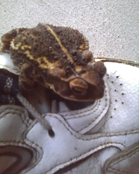 Assuming I'm sympathetic to his slumber, he hops back on the shoe.
