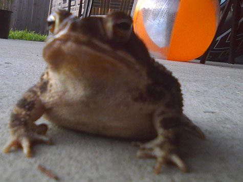 "Does this look like the face of a happy frog? I'll get you next time."