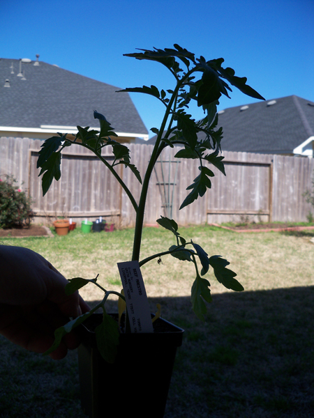 Beef Maestro tomato plant