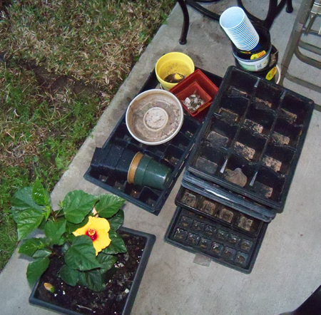 A yellow hibiscus I bought for Kim to remind her of our Hawaiian vacation. Also pictured: The giant pile of seedling containers I'll be using once my seed order from ParkSeed arrives.