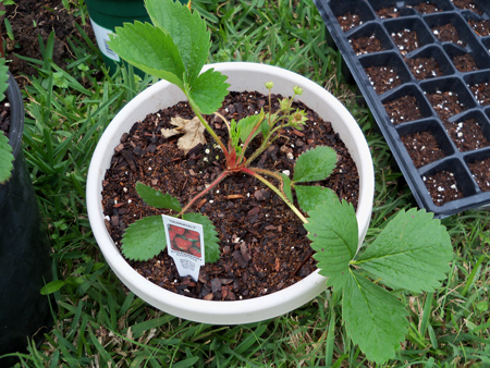 A Quinault strawberry showing some flowers. We clipped them off to allow it to grow stronger roots and concentrate its energy on leaf production at this stage. 