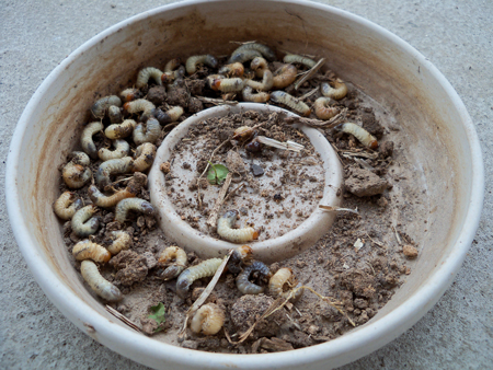 These grubs were found in the backyard while I was transplanting the grass I dug up in the flowerbed extension. 