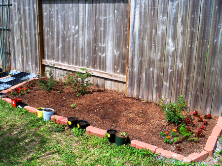 A shot of the flowerbed, week two. 