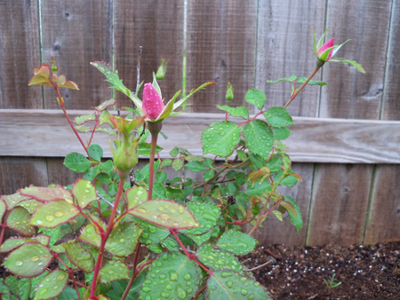 The Carefree Beauty rose is about to open up for the first time this season.