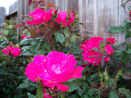 I've saved the knockout roses Kim planted three years ago for last.