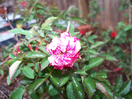The Caldwell Pink rose has been on the verge of opening for two weeks now.