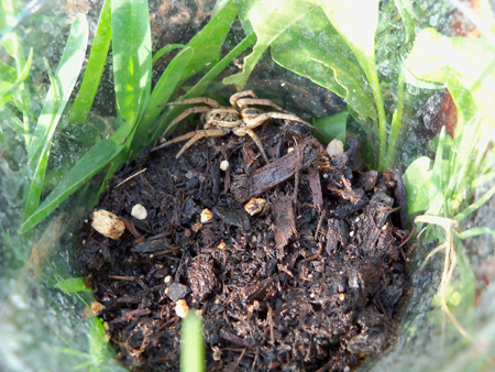 Mystery spider