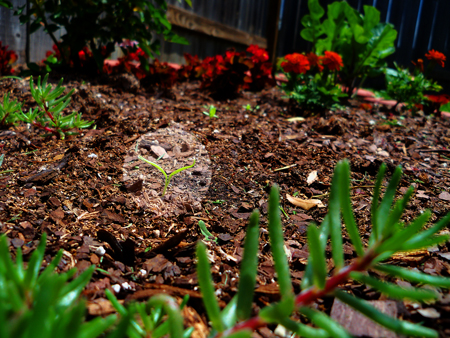 This week, I transplanted four of Kim's jalapenos to my beds. And then I told her about it.