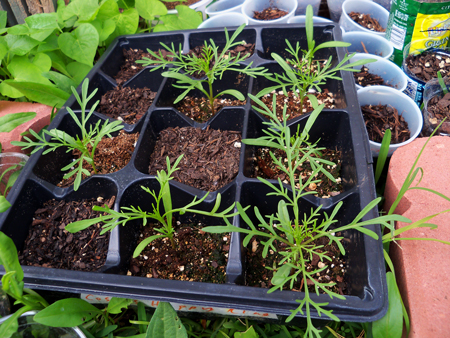 I started transplanting cosmos this week. Pictured here are some Happy Ring cosmos.