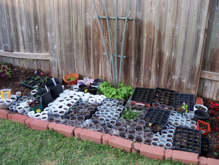 And to think, there used to be at least 50 more seedlings than pictured here.