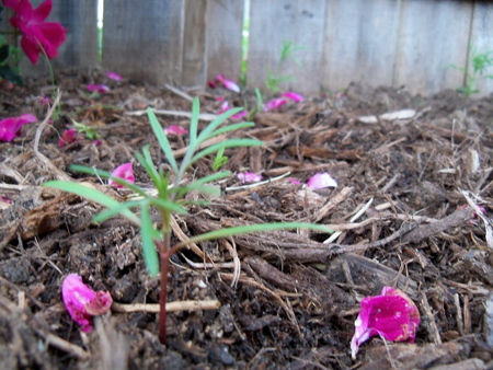 I transplanted at least eight cosmos between Kim's flower bed and the new bed.