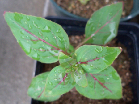 This is my largest coleus. I transplanted him Sunday. But here, he's shown in his original pot. 