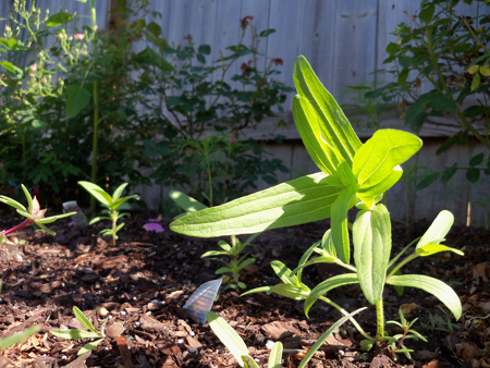 This is my largest zinnia, which I believe I direct sowed into my bed. It's a little lanky, long in the tooth perhaps, maybe it's the wind or the fertilizer, but it's really healthy. 
