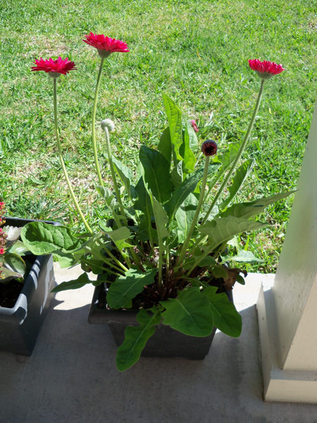 This is a "Lollipop Gerbera Raspberry" gerbera jamesonii that Corina and I bought at Lowe's last year when it was discounted to, like 50 cents or something. We bought a companion one that's white with red accents that I put in my bed this year. It has grown a lot so far this spring.   