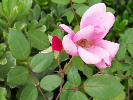 It started with several blooms on the betty prior rose in the front blooming.