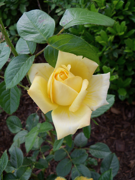 Then Kim's yellow rose in the front started putting on a show.