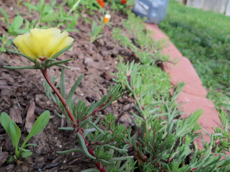 Another shot of the first bloom. I've vowed to not allow the portulaca - which I'm using as a border for my original bed - to not get too wild this year. 