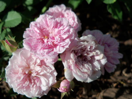 The Caldwell Pink finally opened up this week.