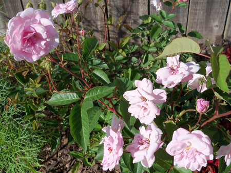 The Marie Daly rose in my bed has been doing well all season.