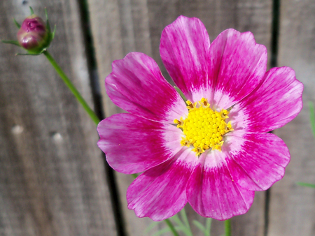 A close-up of the first bloom.