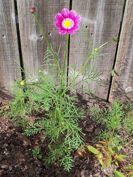 First happy ring cosmos to bloom