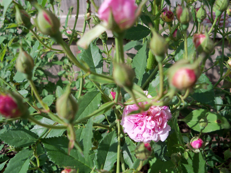 There's a lot more blooms on the Caldwell Pink that will open soon.