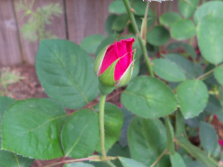 Kim's pink peace rose is also on the cusp.