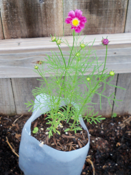 One bloomed in the milk jug that contains four happy ring cosmos.