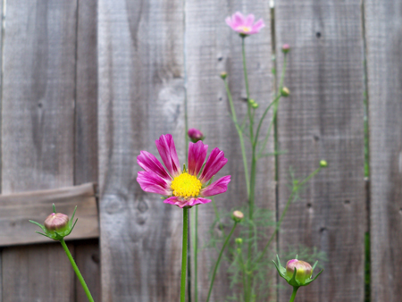 And two bloomed in the new bed extension section, between the vegetable containers and the seedlings. 
