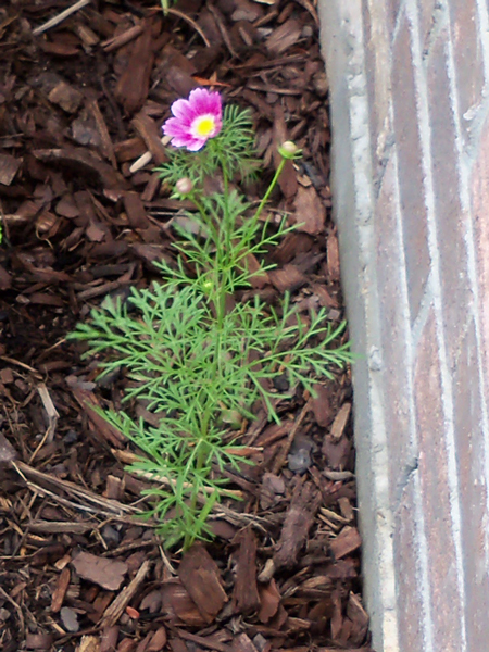 One bloomed in the front yard, near the house.