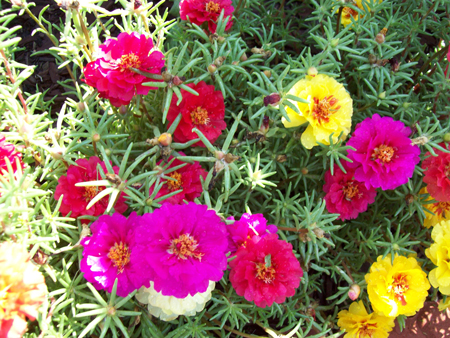 A shot of the portulaca from last year. Something to look forward to.