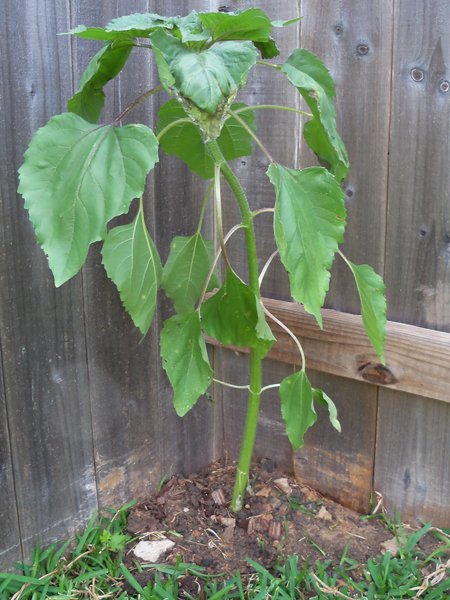 This sunflower was growing beteen the carefree beauty rose and the caldwell pink rose. But, I moved it over to the corner of the yard. Previously, three other sunflowers also volunteered themselves - I moved them to a very shady part of the yard weeks earlier, and they aren't doing as good as this one.