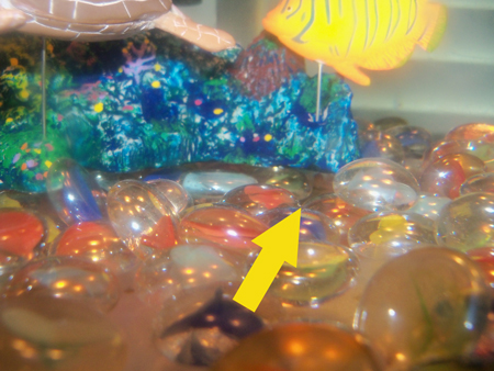 He likes to hide under the large decoration in the tank.