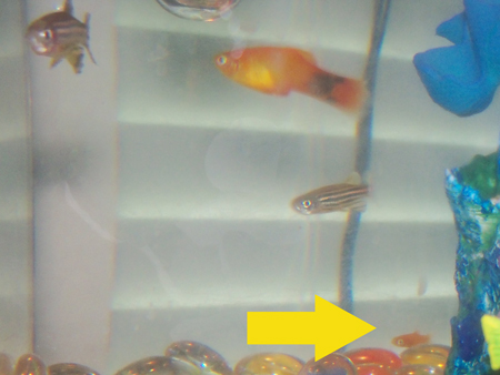 Here's a shot of the baby with its orange mother. I wonder what happened to all his brothers and sisters? Did the filter get them? Did the other fish eat them? Did mom eat them?