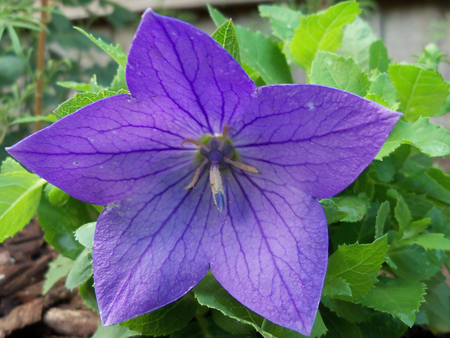 This is a Platycodon-Sentimental Blue, that I picked up for less than $2 at Enchanted Forest. It's also known as a "balloon flower." I put it in the middle of my established original bed.