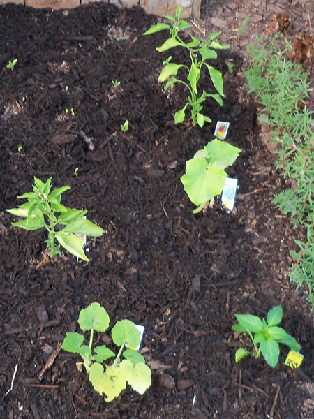 Here's how I filled in the extended bed where some zinnias and all of the jalapeno transplants I attempted failed. From back to front, from left to right, we've got a cayenne pepper, "long and thin" I think it's called; a Tabasco pepper plant, a pickling cucumber that needs a trellis, a couple of crook-neck squash and a sweet banana pepper plant.