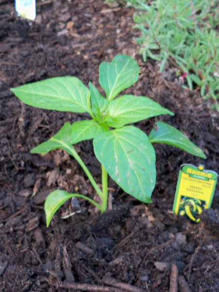 The sweet banana pepper plant. Got this one from Home Depot, and it was more expensive than the other plants I got from Enchanted Forest.