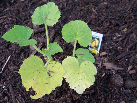The two crook-neck squash plants. Yum.