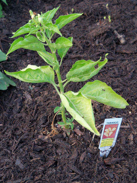 Hot Tabasco pepper plant.