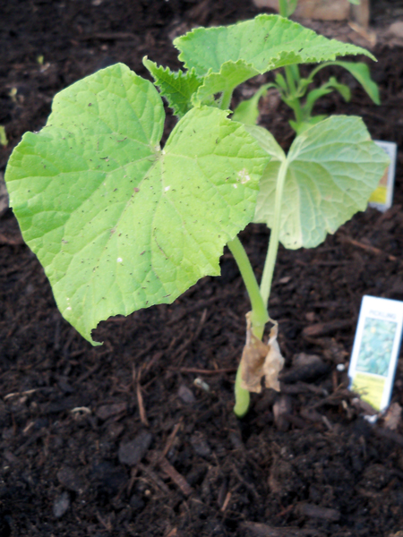 The pickling cucumber plant. Wish I knew exactly what kind it is ... oh, yeah, I do, it was the cheap kind!