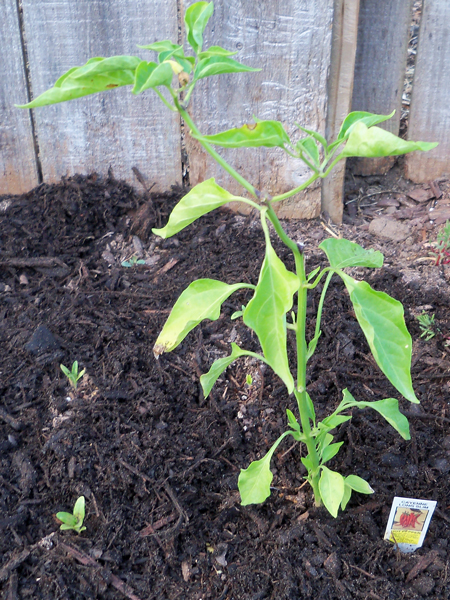 Cayenne Long Slim plant.