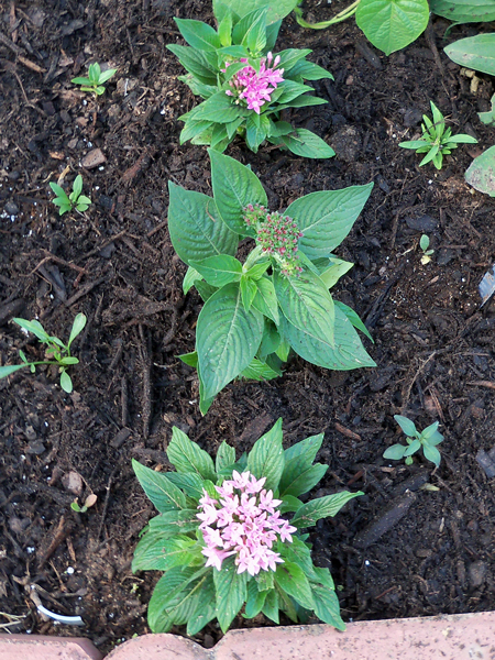"New Look Pink" Pentas, with a "Butterfly Red" Penta in the middle.