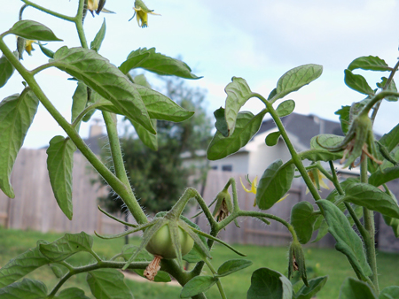 My first tomato!