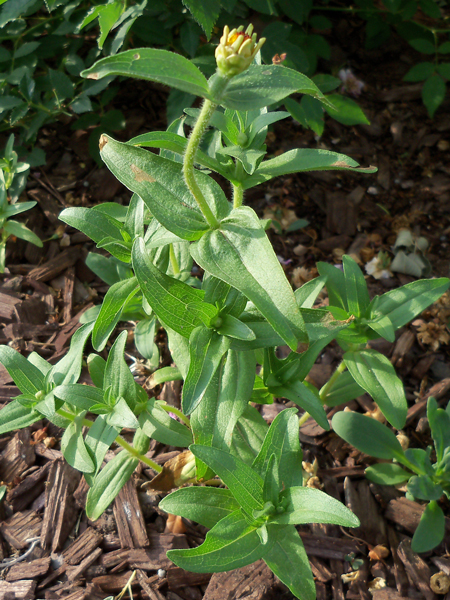 The zinnia before it bloomed.